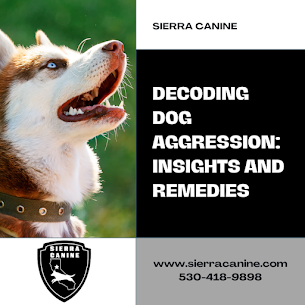 Understanding Canine Aggression: Insights and Training